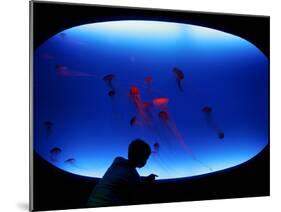 A Visitor Looks at the Jellyfish Called Brown Sea Nettle-null-Mounted Photographic Print