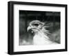 A Vulnerable Secretary Bird or Secretarybird, at London Zoo in 1928 (B/W Photo)-Frederick William Bond-Framed Giclee Print