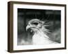 A Vulnerable Secretary Bird or Secretarybird, at London Zoo in 1928 (B/W Photo)-Frederick William Bond-Framed Giclee Print