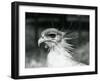 A Vulnerable Secretary Bird or Secretarybird, at London Zoo in 1928 (B/W Photo)-Frederick William Bond-Framed Giclee Print