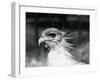 A Vulnerable Secretary Bird or Secretarybird, at London Zoo in 1928 (B/W Photo)-Frederick William Bond-Framed Giclee Print