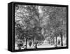 A Walk in Lincoln Park, Chicago-null-Framed Stretched Canvas