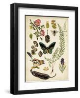 A Walk in the Forest II-Naomi McCavitt-Framed Art Print