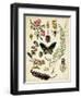 A Walk in the Forest II-Naomi McCavitt-Framed Art Print