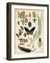 A Walk in the Forest II-Naomi McCavitt-Framed Art Print