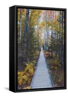 A Walk in the Wild Gardens, Acadia National Park, Maine, Autmn Path-Vincent James-Framed Stretched Canvas