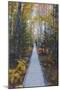 A Walk in the Wild Gardens, Acadia National Park, Maine, Autmn Path-Vincent James-Mounted Photographic Print