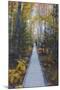 A Walk in the Wild Gardens, Acadia National Park, Maine, Autmn Path-Vincent James-Mounted Photographic Print