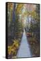 A Walk in the Wild Gardens, Acadia National Park, Maine, Autmn Path-Vincent James-Framed Stretched Canvas