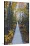 A Walk in the Wild Gardens, Acadia National Park, Maine, Autmn Path-Vincent James-Stretched Canvas