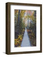 A Walk in the Wild Gardens, Acadia National Park, Maine, Autmn Path-Vincent James-Framed Photographic Print