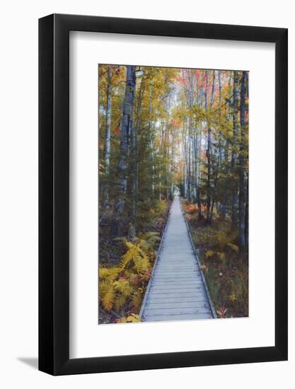 A Walk in the Wild Gardens, Acadia National Park, Maine, Autmn Path-Vincent James-Framed Photographic Print