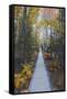 A Walk in the Wild Gardens, Acadia National Park, Maine, Autmn Path-Vincent James-Framed Stretched Canvas