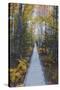 A Walk in the Wild Gardens, Acadia National Park, Maine, Autmn Path-Vincent James-Stretched Canvas