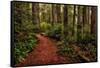 A Walk in the Woods II-Danny Head-Framed Stretched Canvas