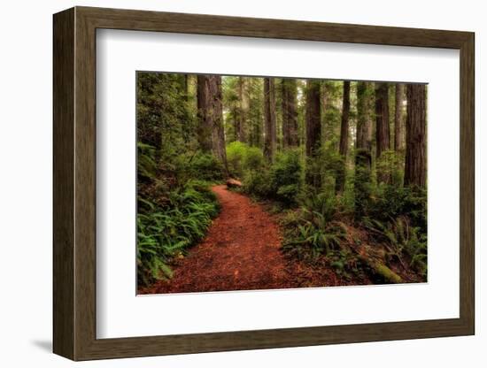 A Walk in the Woods II-Danny Head-Framed Photographic Print