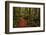 A Walk in the Woods II-Danny Head-Framed Photographic Print