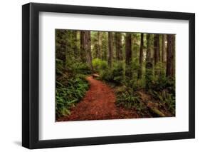 A Walk in the Woods II-Danny Head-Framed Photographic Print