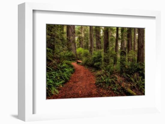 A Walk in the Woods II-Danny Head-Framed Photographic Print