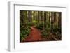 A Walk in the Woods II-Danny Head-Framed Photographic Print