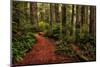 A Walk in the Woods II-Danny Head-Mounted Photographic Print