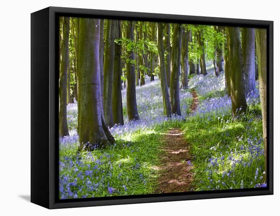 A Walk in the Woods-Doug Chinnery-Framed Stretched Canvas