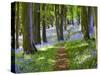 A Walk in the Woods-Doug Chinnery-Stretched Canvas