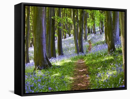 A Walk in the Woods-Doug Chinnery-Framed Stretched Canvas