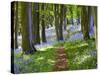A Walk in the Woods-Doug Chinnery-Stretched Canvas