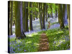 A Walk in the Woods-Doug Chinnery-Stretched Canvas