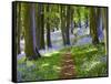 A Walk in the Woods-Doug Chinnery-Framed Stretched Canvas