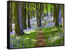 A Walk in the Woods-Doug Chinnery-Framed Stretched Canvas