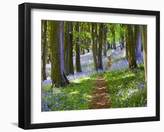 A Walk in the Woods-Doug Chinnery-Framed Premium Photographic Print