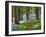 A Walk in the Woods-Doug Chinnery-Framed Premium Photographic Print