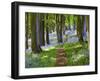 A Walk in the Woods-Doug Chinnery-Framed Premium Photographic Print