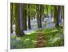 A Walk in the Woods-Doug Chinnery-Framed Premium Photographic Print