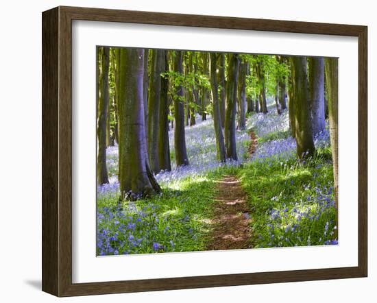 A Walk in the Woods-Doug Chinnery-Framed Photographic Print