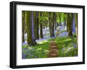 A Walk in the Woods-Doug Chinnery-Framed Photographic Print