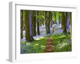 A Walk in the Woods-Doug Chinnery-Framed Photographic Print