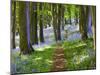 A Walk in the Woods-Doug Chinnery-Mounted Photographic Print