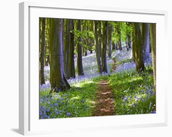 A Walk in the Woods-Doug Chinnery-Framed Photographic Print