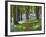 A Walk in the Woods-Doug Chinnery-Framed Photographic Print