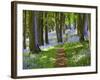 A Walk in the Woods-Doug Chinnery-Framed Photographic Print