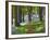 A Walk in the Woods-Doug Chinnery-Framed Photographic Print