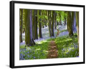 A Walk in the Woods-Doug Chinnery-Framed Photographic Print