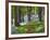 A Walk in the Woods-Doug Chinnery-Framed Photographic Print