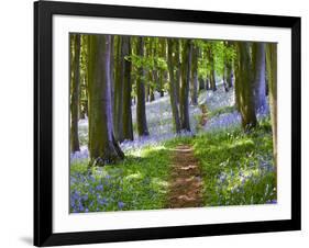 A Walk in the Woods-Doug Chinnery-Framed Photographic Print