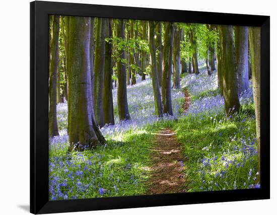 A Walk in the Woods-Doug Chinnery-Framed Photographic Print