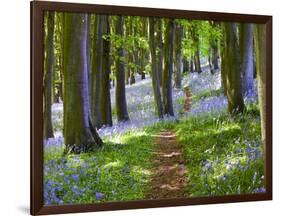 A Walk in the Woods-Doug Chinnery-Framed Photographic Print