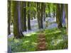 A Walk in the Woods-Doug Chinnery-Mounted Photographic Print
